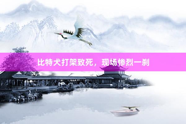 比特犬打架致死，现场惨烈一刹